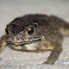 Asian Common Toad