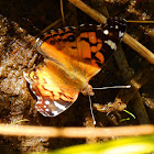 American painted lady