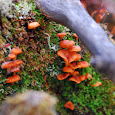 Puget Sound Mushrooms