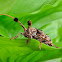 Flat-faced Longhorn Beetle (ด้วงหนวดปม)