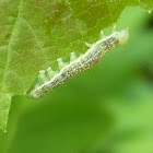 Unknown Caterpillar