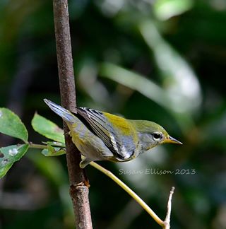 northern parula