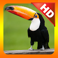 Kidzee Birds Apk