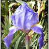 German Iris(Lirio azul).