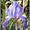 German Iris(Lirio azul).