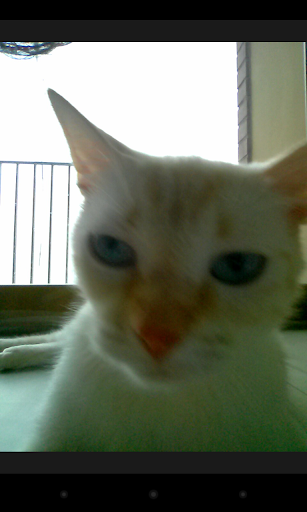 Snapcat - Photo app for cats