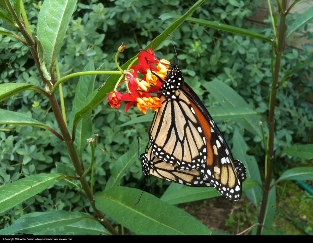 Monarch butterflies (mating pair)