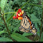 Monarch butterflies (mating pair)