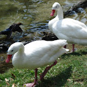 Coscordoba Swan