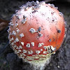 fly agaric or fly amanita