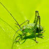 Speckled Bush-cricket Nymph