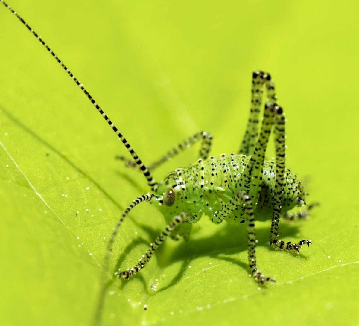 Speckled Bush-cricket Nymph