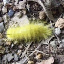 American Dagger Moth, caterpillar