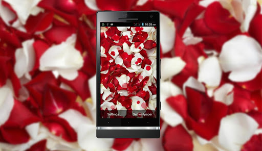 Red Rose HD LiveWallpaper