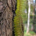 Green Hairy Caterpillars