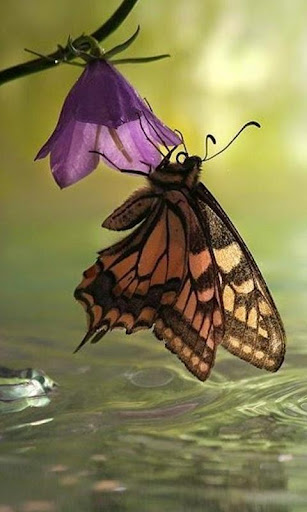 Butterfly Wallpapers