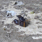 Yellow antenna black spider wasp with prey