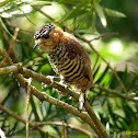 Pica-pau-anão-de-coleira, fêmea (Ochre-collared Piculet, female)
