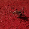 Spotted camel cricket