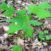 Tulip tree (young)