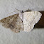 Digrammia Moth