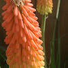Torch Lily