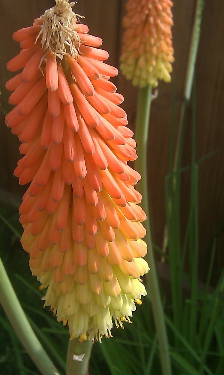 Torch Lily