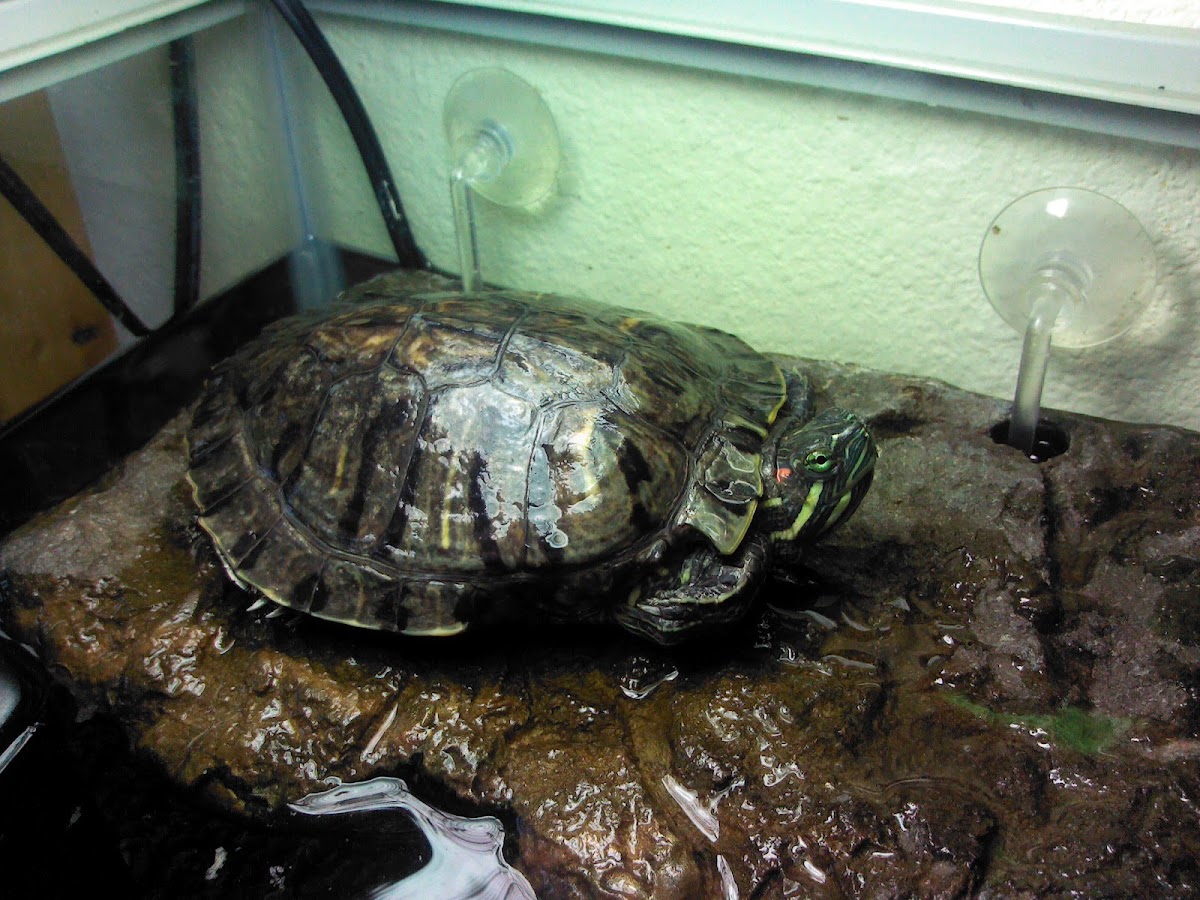 Red eared slider turtle