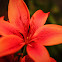 Asiatic Hybrid Lily