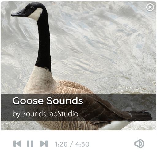 Goose Sounds