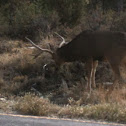 Mule Deer