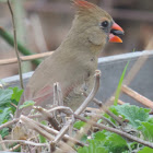 Northern Cardinal        female