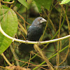 Blue-black grosbeak