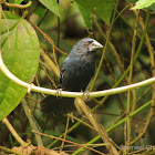 Blue-black grosbeak