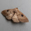 Old Southern Lady Moth