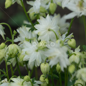 Origami cloud by Maria Semelevich - Flowers Flowers in the Wild