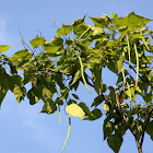 Catalpa tree (Southern)