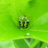 Green Tortoise Beetle
