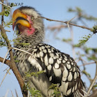 Southern Yellow-billed Hornbill