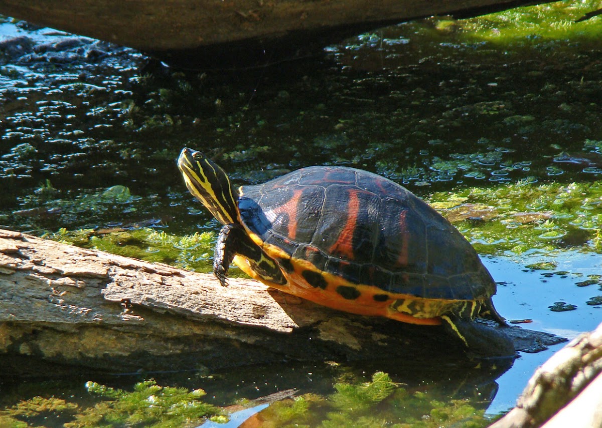 Florida Red Belly Cooter