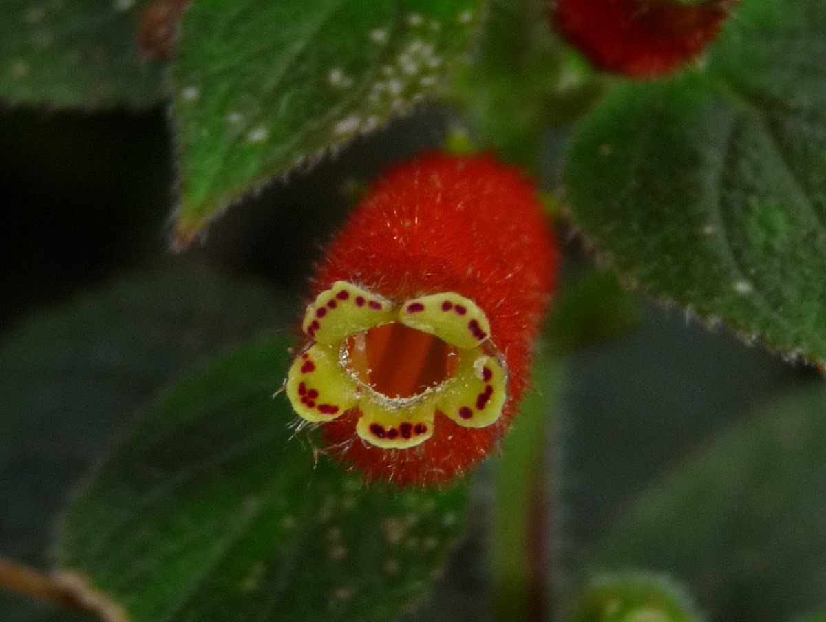Kohleria flower