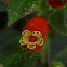 Kohleria flower