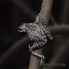 Hispaniolan giant tree frog