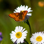 Callippe Fritillary Butterfly