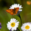 Callippe Fritillary Butterfly