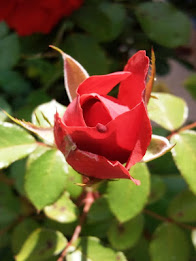 Z Lcd Amoled Flowers Wallpaper poster 12