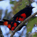 Red-bellied Grackle