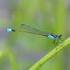 Common Bluetail Damselfly