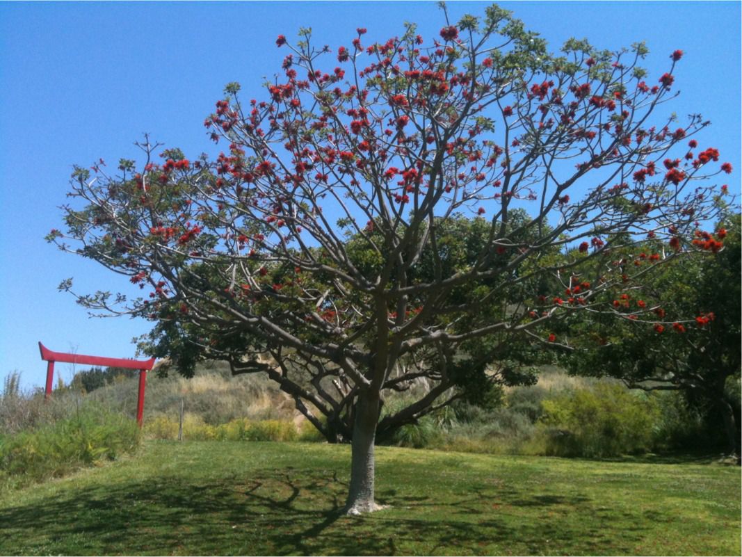 Tree with red flowers