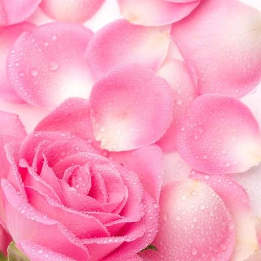 3D Pink Rose Petals HD Live 娛樂 App LOGO-APP開箱王